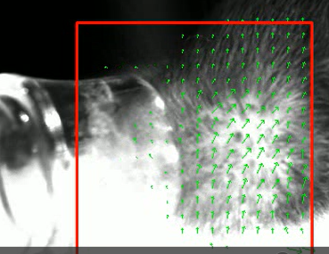 Optic flow on whiskers