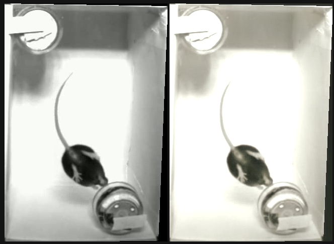 Shadow removal